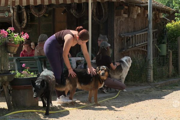 De nombreux bénévoles consacrent leur temps et leur argent à la protection d'animaux maltraités.