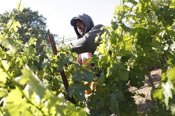 La campagne s'est déroulé dans une zone de vignes