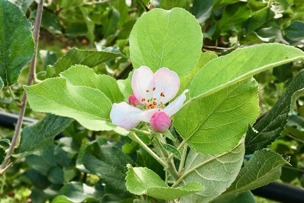 Un fleur de pommier au printemps