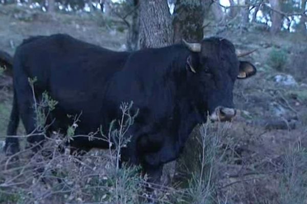 Ni le lait, ni la viande de la vache des Albères ne sont pour l'instant exploités