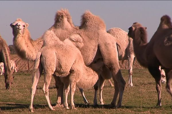 Les chameaux de la "Camélerie" de Feignies.