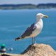 Mouette