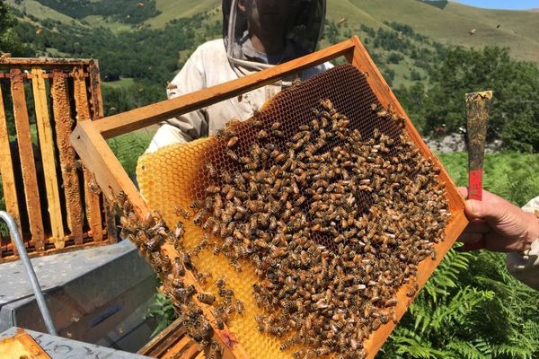 La canicule de l'été 2019 a été dévastatrice pour les ruches en Occitanie comme dans presque partout en France.