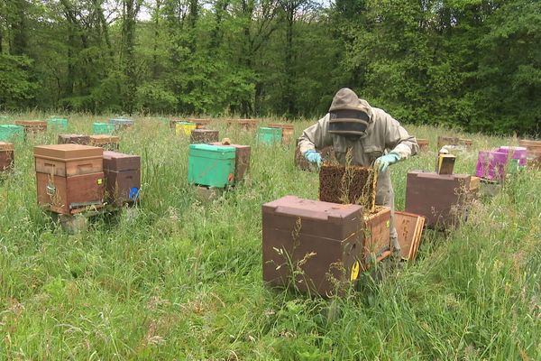 La Bretagne compte 76 apiculteurs professionnels