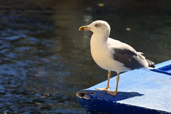 Un goéland ou gabian de Méditerranée sur une barque dans l'Hérauylt - archives.