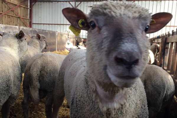 Les moutons ne sont plus dans le pré.