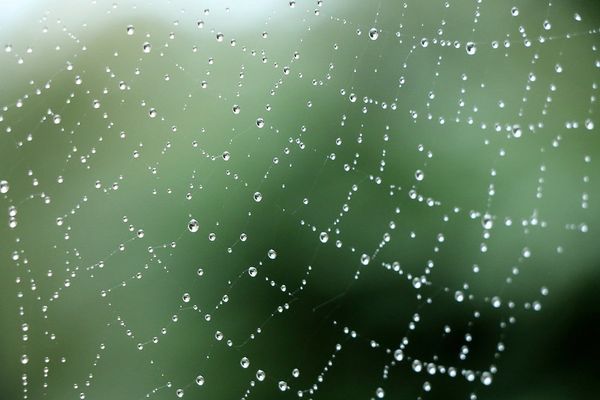 perles de pluie