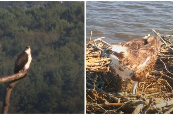 Le balbuzard pêcheur est de retour en terre landaise. 