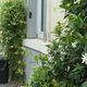 Planter du jasmin sur la façade de votre maison permet de la gader au frais en période de canicule.