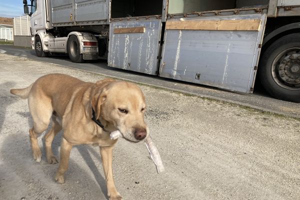 Joé, le chien anti-drogue des douanes, a marqué le véhicule, entrainant un contrôle approfondi