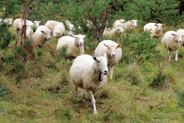 Lundi 28 août, vers 15h30, une intervention de secours audacieuse a été lancée pour sauver 71 moutons pris au piège sur un îlot au milieu de la Garonne.