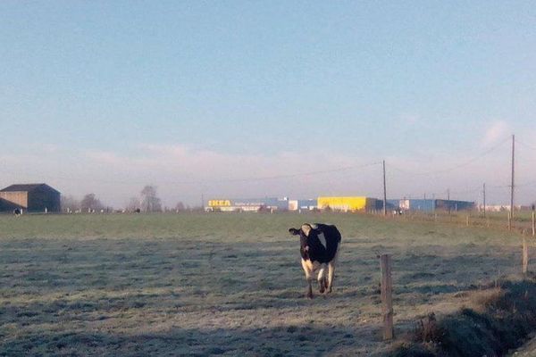 Cette vache va-t-elle laisser la place au centre commercial ?