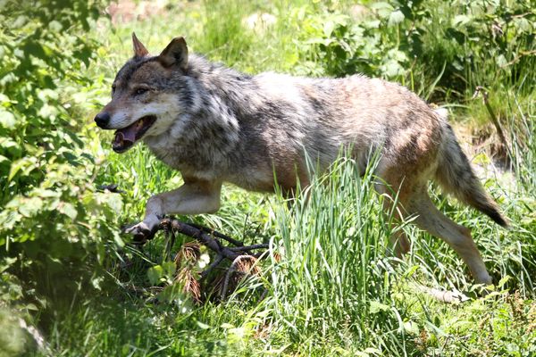 Jusqu'à 16 meutes de loups sont présentes sur "la quasi totalité du département" de la Haute-Savoie d'après la préfecture