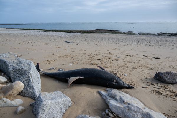 Un dauphin échoué sur la plage de la Pointe à l'île de Ré, le 14 mars 2023.