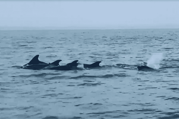 Dauphins en baie du Mont Saint-Michel