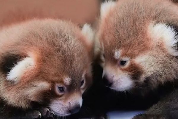 Asa Et Agō Les Deux Bebes Pandas Roux Du Zoo De Lyon Ont Ete Baptises