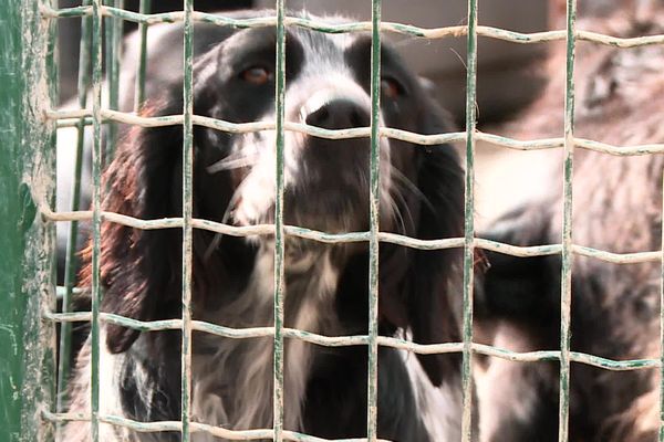 Suite à des accusations de maltraitance, 3 députés LFI de Haute-Garonne se sont rendus à un refuge pour animaux situé à Toulouse. Photo d'illustration.