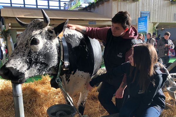 La race vosgienne au salon de l'agriculture