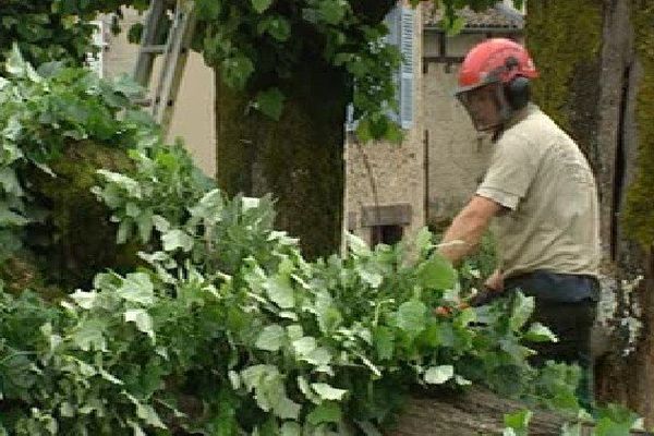 Les employés municipaux ont coupé les tilleuls centenaires de Solignac ce matin