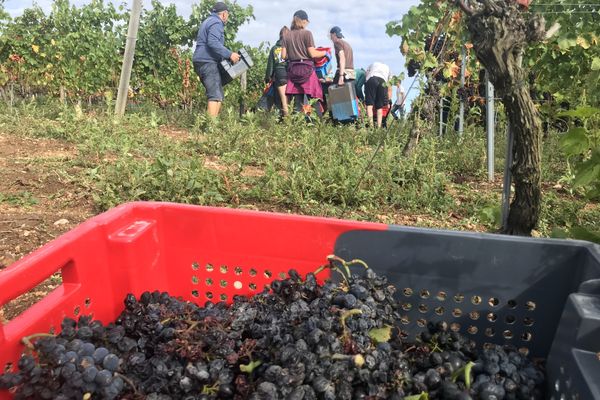 Dix jours de récoltes et beaucoup de tri nécessaire dans ce vignoble du Roannais.