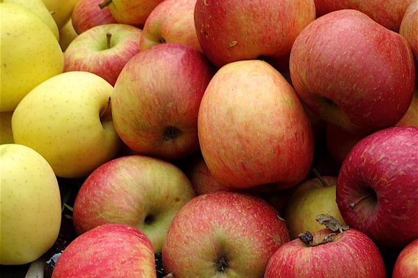 Certaines variétés de pomme peuvent se garder entre six et huit mois.