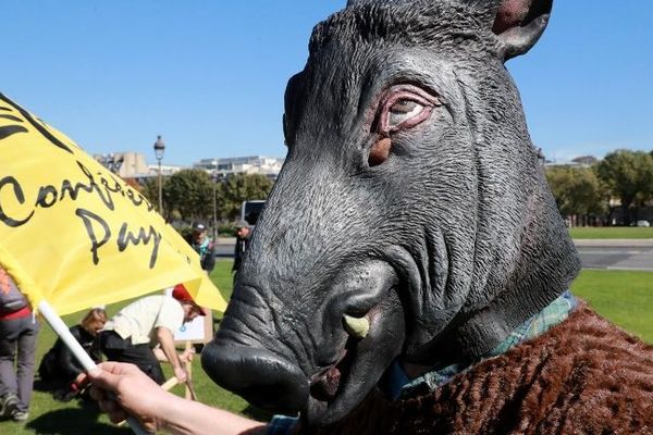 Un militant de la Confédération paysanne déguisé en sanglier, sur l'esplanade des Invalides, à Paris, le 26 septembre 2018, pour protester contre le manque d'action des pouvoirs publics pour lutter contre les ravages de cet animal.