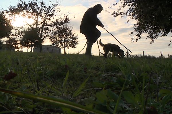 La saison des truffes a commencé en Périgord