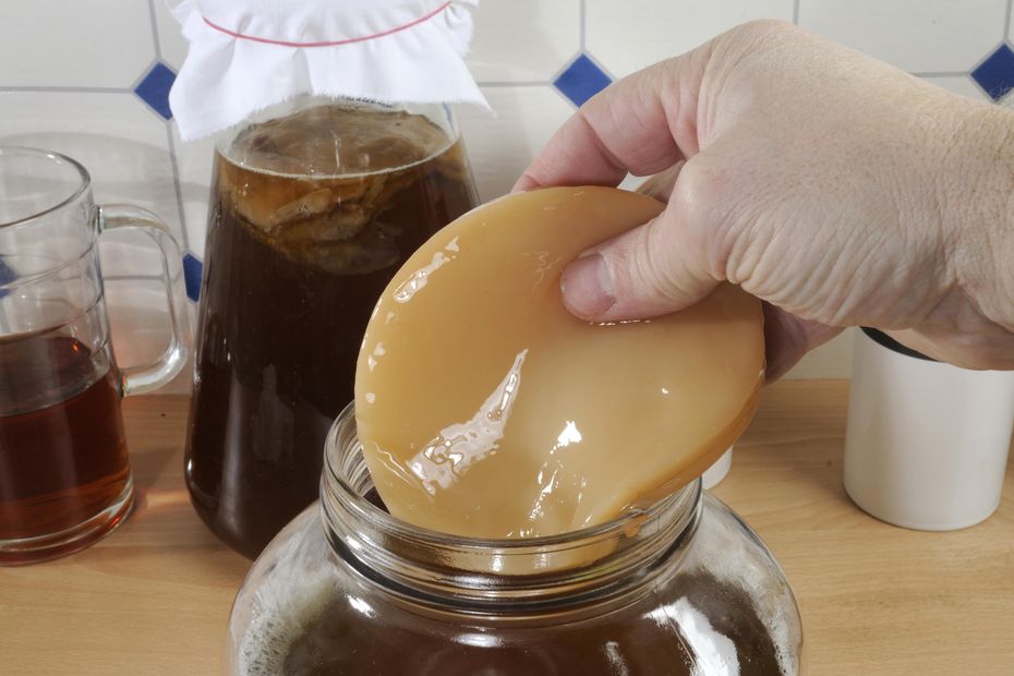 Recipe and benefits of kombucha, a fermented drink made from this bacteria