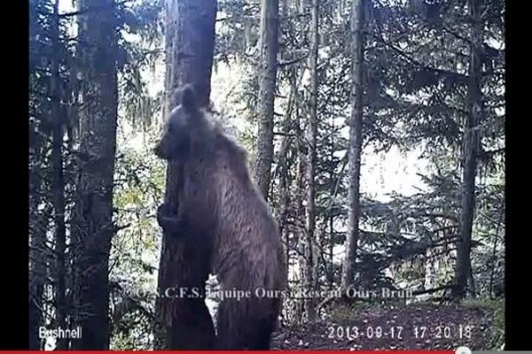 Ours indéterminé filmé sur le territoire de la commune de Melles dans la Haute-Garonne