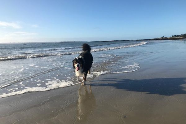 Rila adore l'eau. Elle va sur les plages autorisées aux chiens l'été.