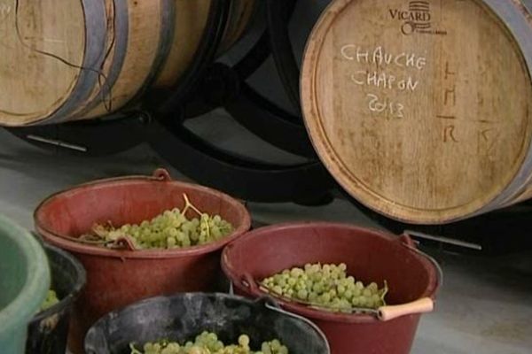 Le Chauché, produit au conservatoire du vignoble, est un très ancien cépage qui remonte au 13ème siècle.