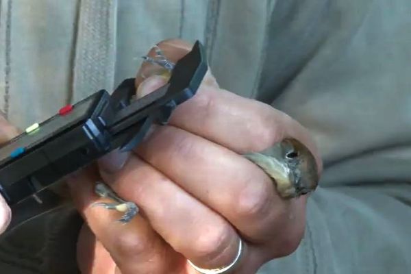 Chaque oiseau reçoit une bague gravée avec un numéro unique.