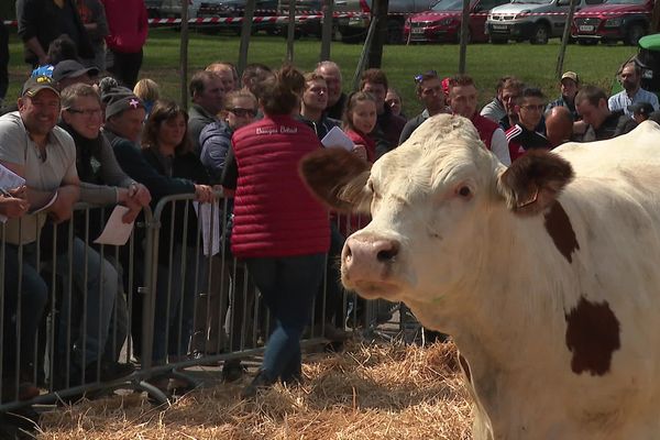 Panthère a défilé telle une top modèle sous les yeux de 300 éleveurs.