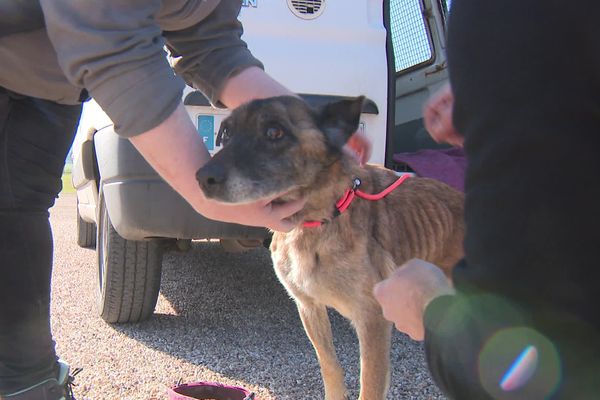 Cette chienne de 13 est victime de maltraitance. Affamée et couverte d'escarres, elle a été prise en charge par la SPA de Bergerac.