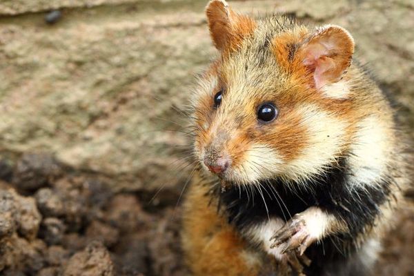 Le grand Hamster d'Alsace