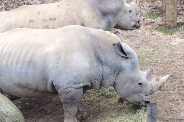 Les rhinocéros sont nourris au foin bio