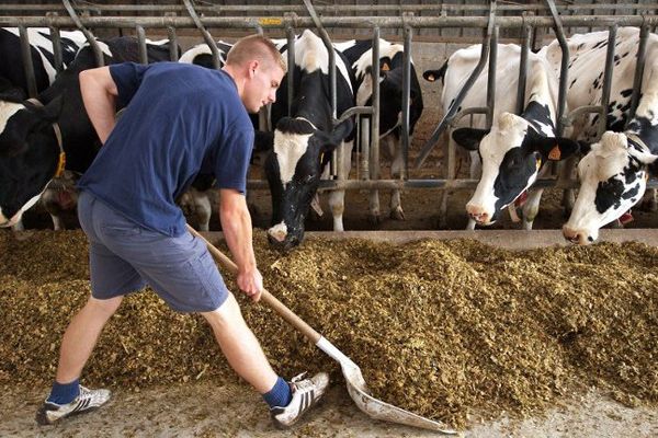 Un jeune stagiaire d'un lycée agricole donne à manger aux vaches dans une exploitation.