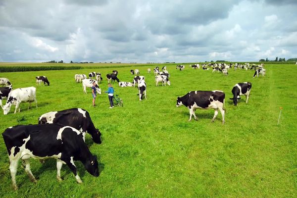 Thierry et Yann Bertot sont installés à Renneville dans l'Eure. Ils élèvent 90 vaches laitières et cultivent 164 hectares.