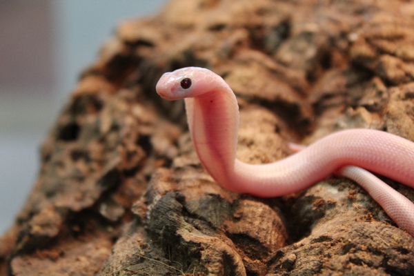 Le petit cobra à monocle blanc né la semaine dernière au zoo de Padirac (Lot) - mai 2021.