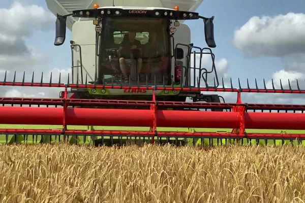 La moisson de l'orge a débuté avec 10 jours d'avance dans l'Orne.