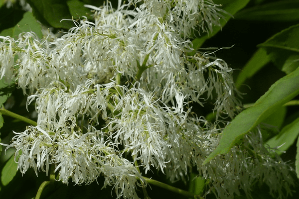 Un frêne à fleurs 