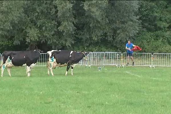 Certains ont tout tenté pour les vaches bousent dans la bonne case.