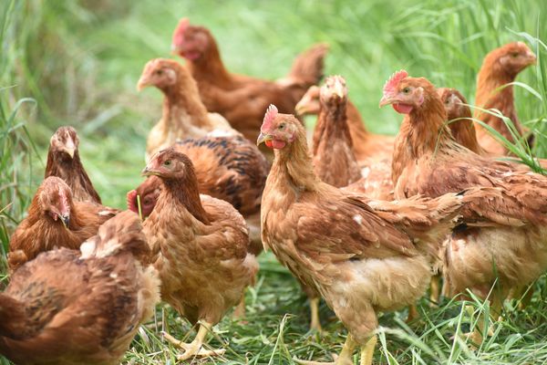 La Communauté de communes du Plateau Picard propose à ses habitants d'adopter gratuitement des poules afin de réduire leurs déchets.