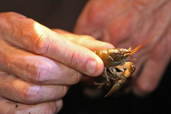 L'écrevisse à pattes blanches, écrevisse autochtone de la région Auvergne-Rhône-Alpes, est classée parmi les espèces en danger critique.