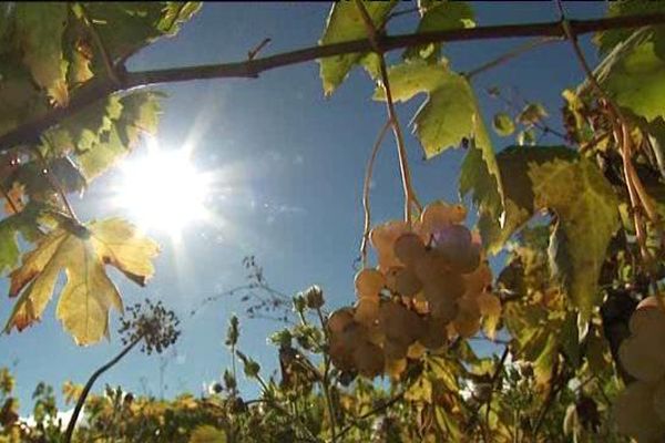 Cépages modestes : les trésors oubliés des vignes.