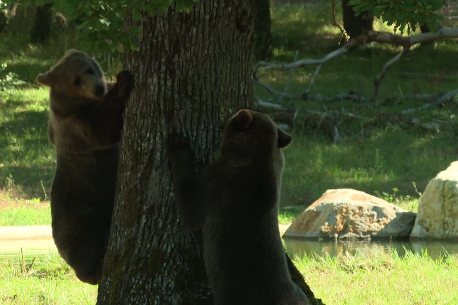 Two cubs from Sweden have joined the Zoodyssée animal park in Chizé