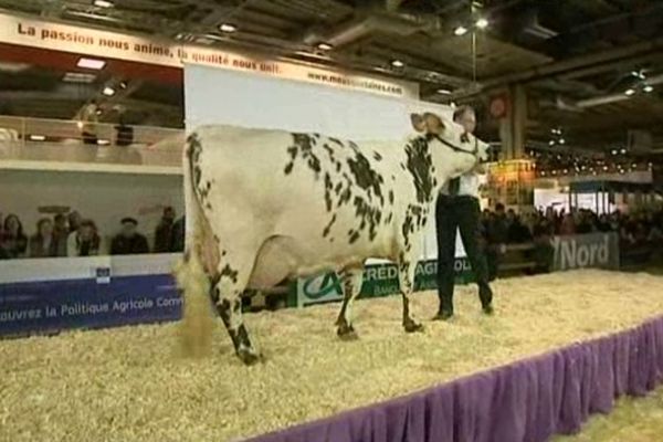 C'est Utah Beach, archi favorite, qui a remporté le concours général de la race normande au salon de l'agriculture 2013