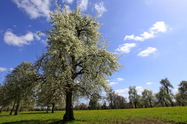 Plus de 1000 variétés de pommes peuvent être utilisées pour produire du cidre