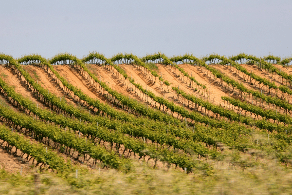 Les vignobles d'Aleria