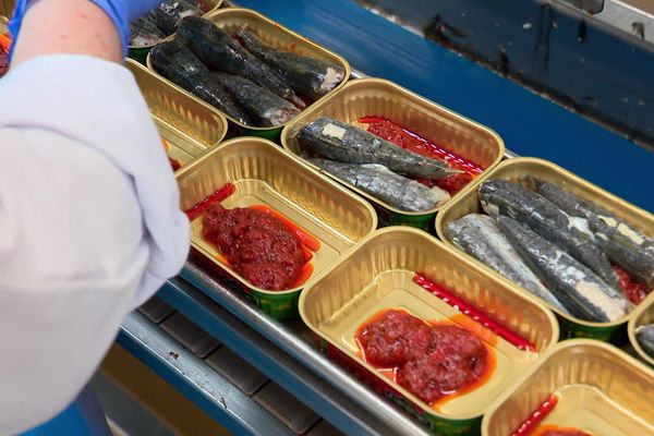 Depuis 1853, la conserverie Chancerelle de Douarnenez met en boîte les sardines à la main.